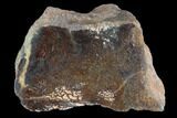 Polished Dinosaur Bone (Gembone) Section - Colorado #96434-1
